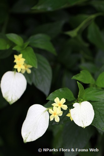 NParks | Pseudomussaenda flava