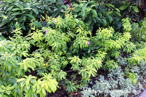 NParks | Ravenia spectabilis (Variegated)