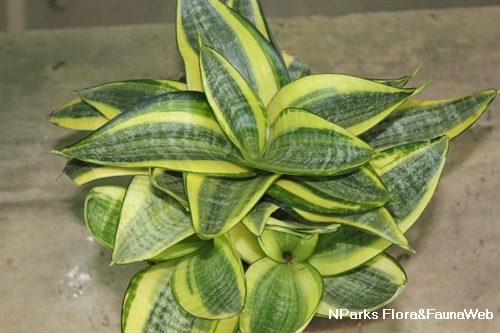 Nparks Dracaena Trifasciata Golden Hahnii