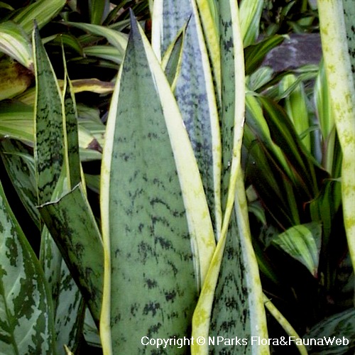 Sansevieria trifasciata var. laurentii - variegated leaves