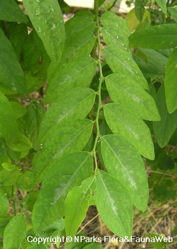 Silver colouration on the top surface of the middle of mature leaves