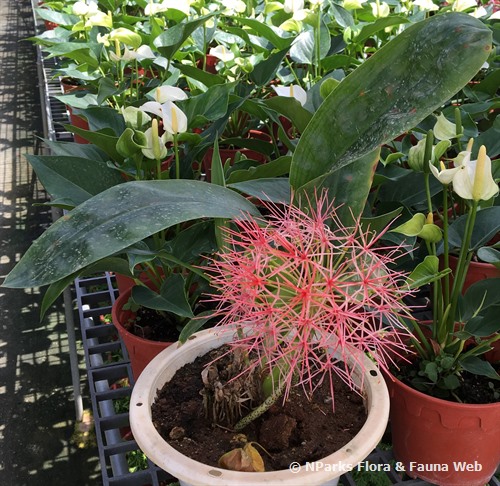NParks | Scadoxus multiflorus