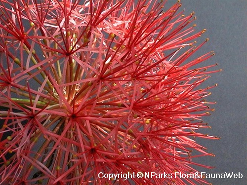 NParks | Scadoxus multiflorus