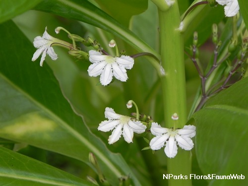 NParks | Scaevola taccada