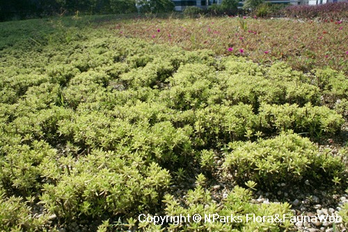 Sedum mexicanum, plants on landscaped green roof