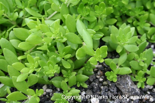 Sedum sarmentosum, close-up of leaves