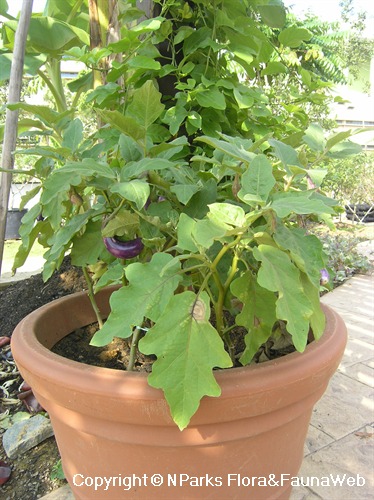 Grown in pot at Fruits & Vegetables Garden, HortPark (2009)