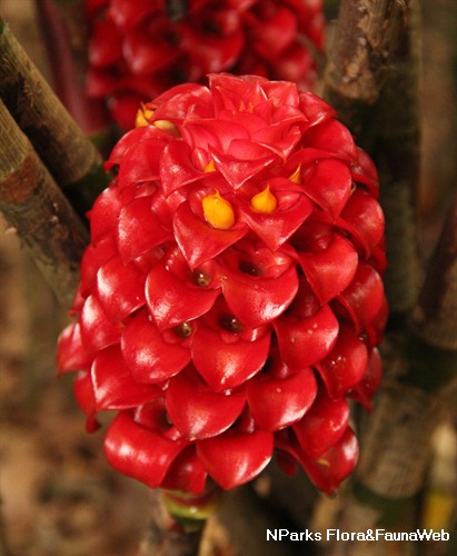 NParks | Tapeinochilos ananassae