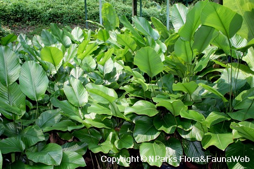 NParks | Thaumatococcus daniellii
