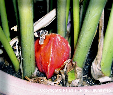 NParks | Thaumatococcus daniellii