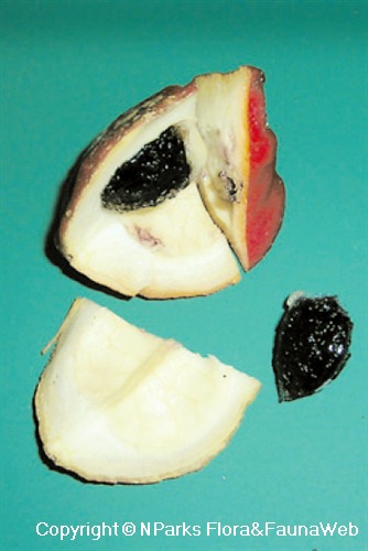 NParks | Thaumatococcus daniellii