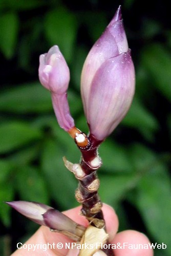 NParks | Thaumatococcus daniellii