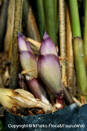 NParks | Thaumatococcus daniellii