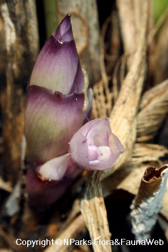 NParks | Thaumatococcus daniellii