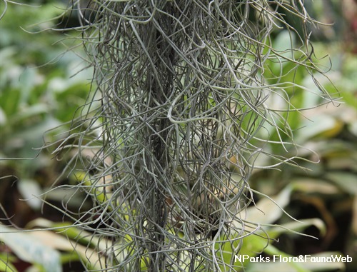 NParks | Tillandsia usneoides