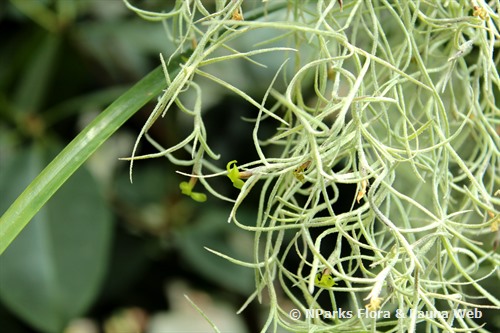 Spanish Moss or Tillandsia usneoides — Jungle Gardens