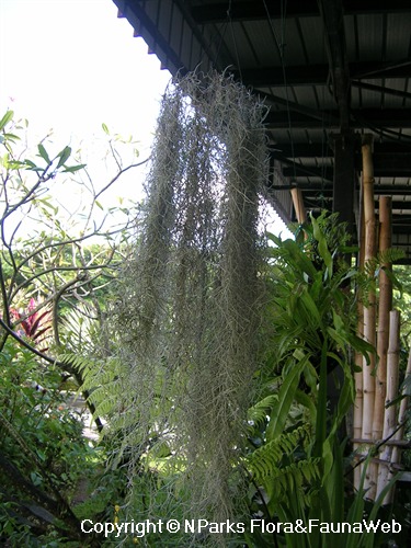 NParks | Tillandsia usneoides