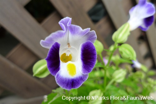 Wishbone flower clearance