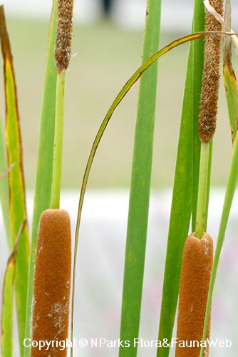 NParks | Typha angustifolia