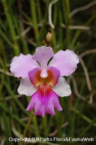 NParks | Vanda Miss Joaquim