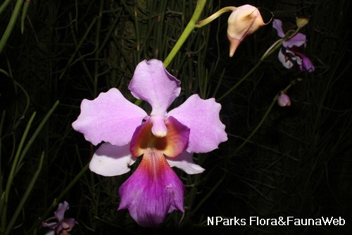 NParks | Papilionanthe Miss Joaquim