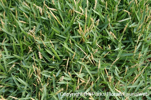 Zoysia japonica shop