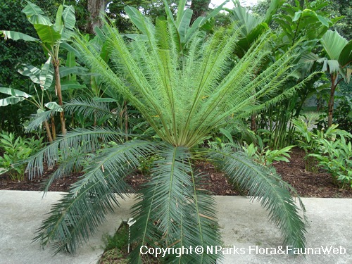 NParks | Cycas pectinata