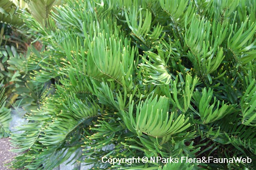 NParks | Zamia pumila