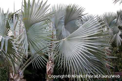 NParks | Bismarckia nobilis 'Silver'