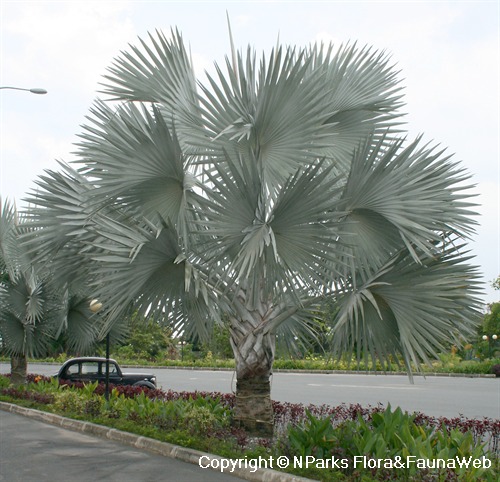 NParks | Bismarckia nobilis 'Silver'