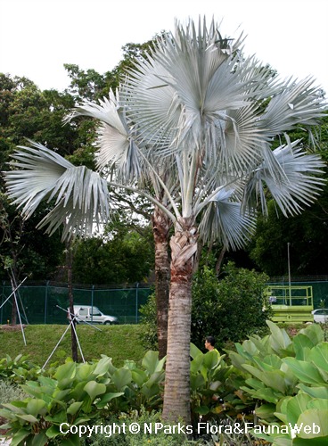 Bismarck discount palm tree