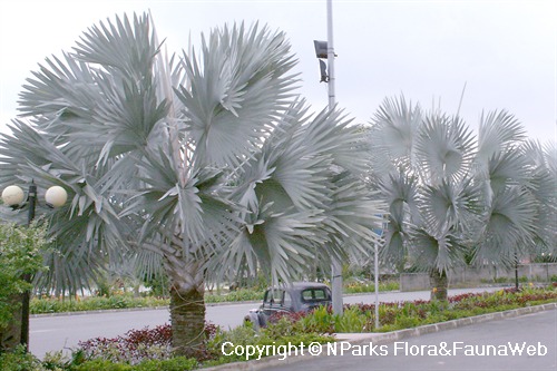 NParks | Bismarckia nobilis 'Silver'