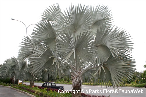 NParks | Bismarckia nobilis 'Silver'
