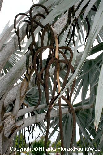 NParks | Bismarckia nobilis 'Silver'