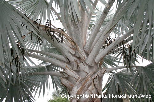 NParks | Bismarckia nobilis 'Silver'