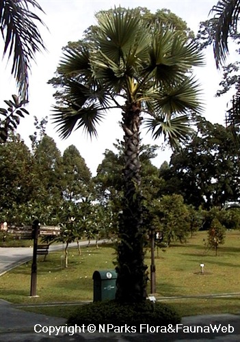 NParks Borassus flabellifer