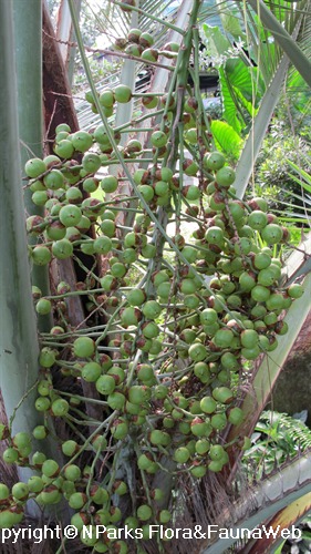 NParks | Butia capitata