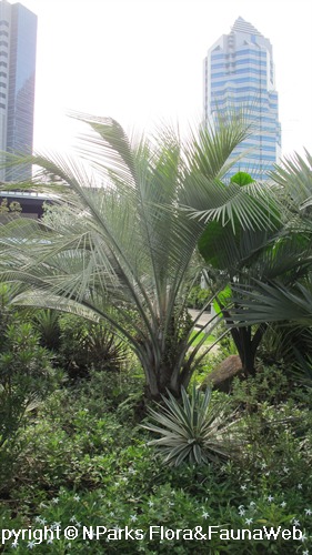 NParks | Butia capitata