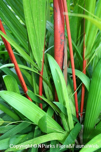 NParks | Cyrtostachys renda