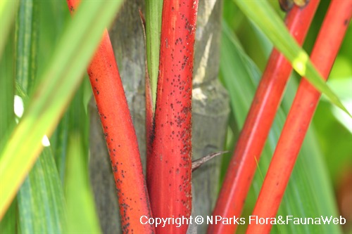 NParks | Cyrtostachys renda
