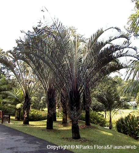 TRIEDRE E12 TRIANGLE PALM SEEDS SEMI 3 graines PALMIER TRIANGLE Dypsis decaryi