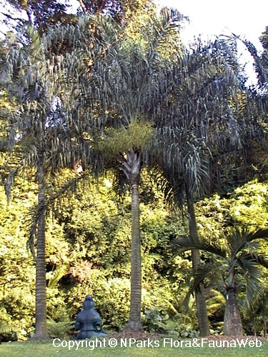 NParks | Aporosa benthamiana