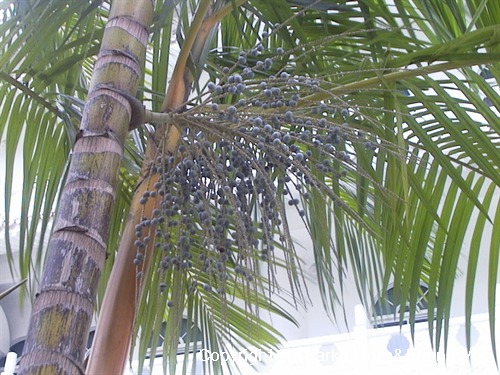 acai palm tree