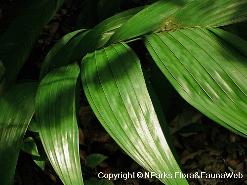 NParks | Pinanga coronata