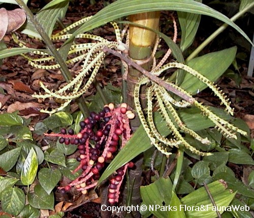 NParks | Pinanga coronata