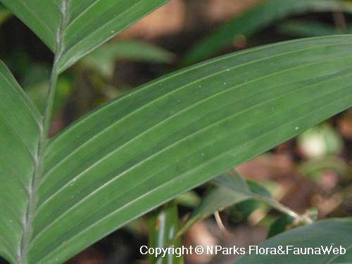 NParks | Pinanga coronata