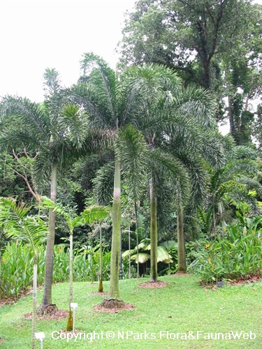 NParks | Wodyetia bifurcata