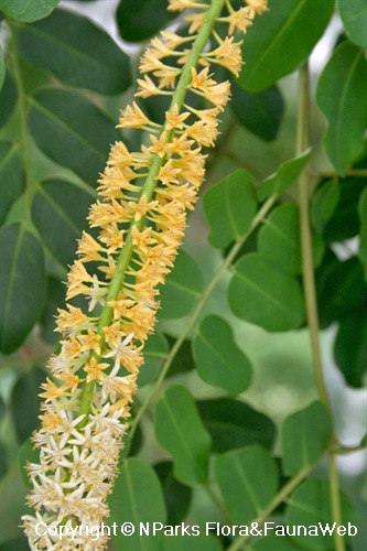 Adenanthera pavonina - inflorescence with young flowers (white) & aged flowers (yellow)