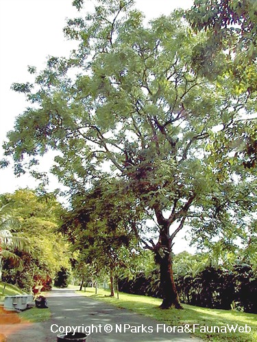 Adenanthera pavonina - parkland tree
