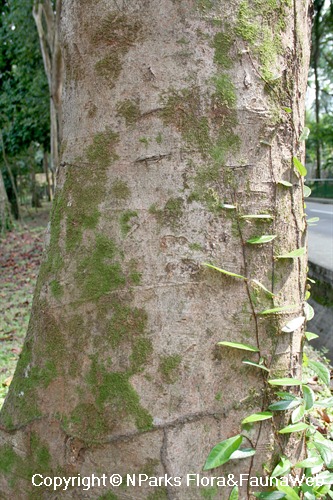 Adenanthera pavonina - trunk of mature tree